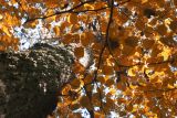 Red leaves