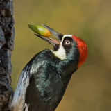 Acorn Woodpecker