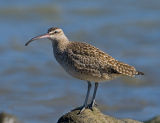 Whimbrel, Pillar Point