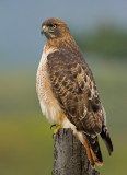 Red-tailed Hawk