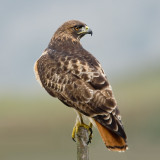 Red-tailed Hawk