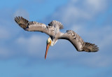 Diving Brown Pelican, Shoreline