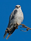 White-tailed Kite, Shoreline