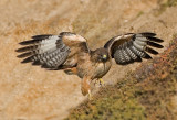 Red-tailed Hawk