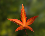Maple leaf