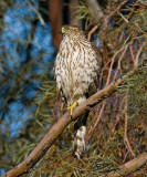 Coopers Hawk, Baylands