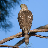 Coopers Hawk, Baylands