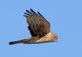 Northern Harrier, Baylands