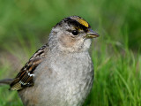 Golden-crowned Sparrow