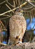 Female Coopers Hawk, Ed Levin