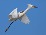 Snowy Egret, Baylands