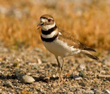 Killdeer, Baylands