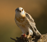 Juvenile White Tail Kite, Arastradero