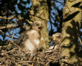 Coopers Hawk chicks, Arastradero