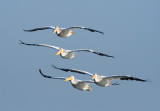 White Pelicans, Charleston Slew