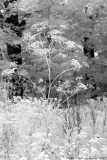 Weeds in Infrared