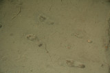 The Acahualinca footprints, dating back 6,000 years, are the oldest proof of human activity in the area of Lake Managua.