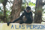 As I was leaving Parque Naciones Unidas, I ran into a vendor who had this monkey.