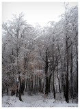 Frozen forest