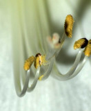 amaryllis0145j.jpg