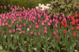Caren's tulips