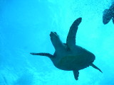 Green Sea Turtle Fly By