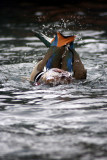 Bathing Bird (Bottoms Up)