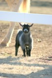 Baby Goat II