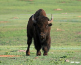 American Bison