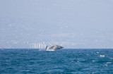 Maui - Humpback Whale and Calf Breaching