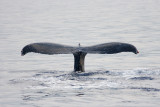 Maui - Humpback Whale Tail III