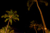 Maui - Palm Tree Nightscape