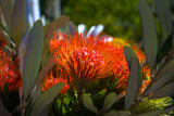 Maui - Flowers II, Ali Kulu Lavender Farm