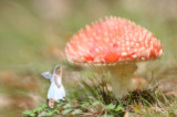 Fairy mushroom