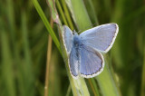 Common Blue (Polyommatus icarus)