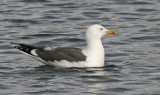 Lesser Black Backed Gull (Larus fuscus)