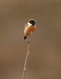 Stonechat (Saxicola torquata)