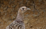 Hen Pheasant portrait (Phasianus colchicus)