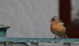 Chaffinch (Fringilla coelebs)