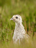 Pheasant poult (Phasianus colchicus)