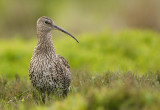 Curlew (Numenius arquata)