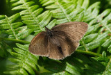 Ringlet (Aphantopus hyperantus)