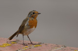 Robin (Erithacus rubecula)