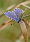 Common Blue (Polyommatus icarus)