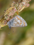 Brown Argus (Aricia agestis)