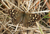 Speckled Wood (Pararge aegeria)