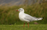 Black headed Gull (Larus ridibundus)