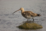 Curlew (Numenius arquata)