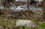 Snipe (Gallinago gallinago)