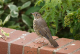 Song Thrush (Turdus philomelos)